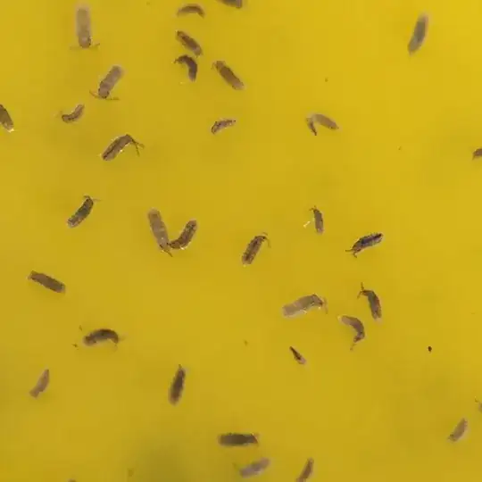 bugs on yellow sticky trap