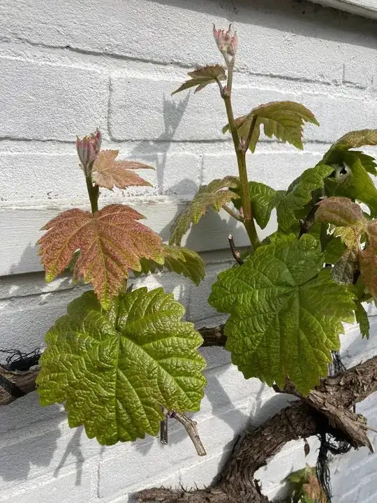 photo of the grape as described above
