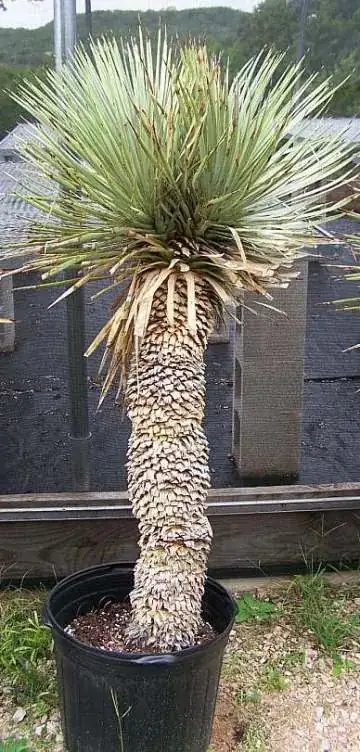 trim close to the surface with kitchen shears or hand trimmers with gloves