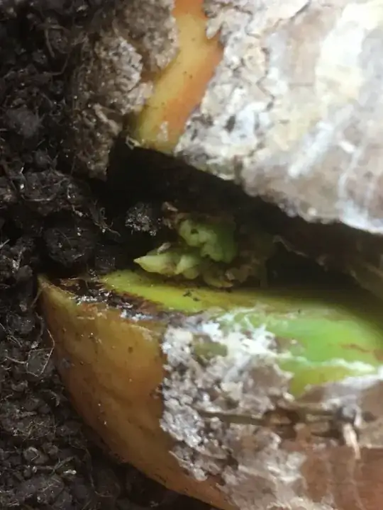 seed