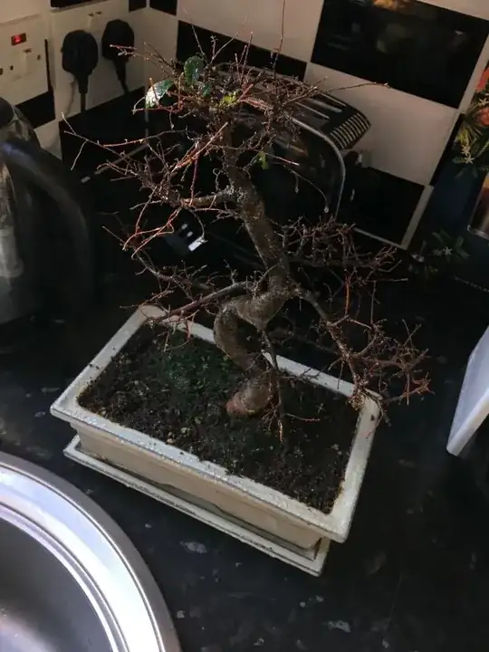 Bonsai before repotting and pruning, when it had very few leaves at the top.