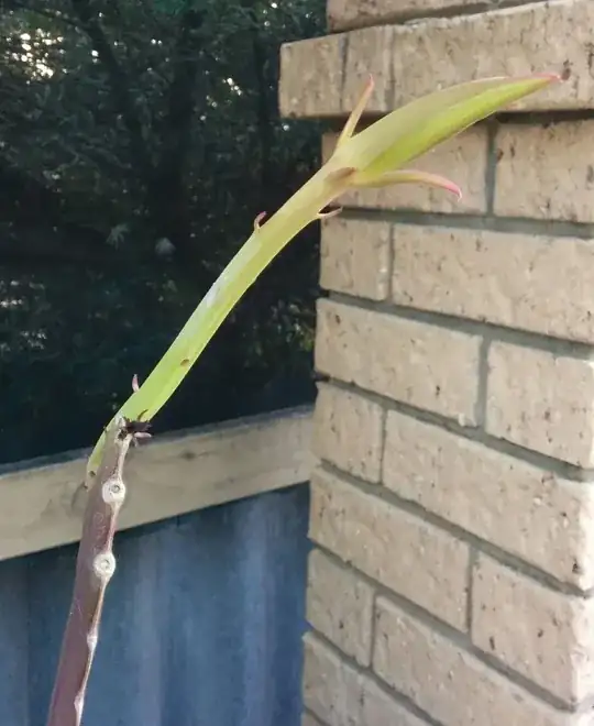 pre-flower shoot