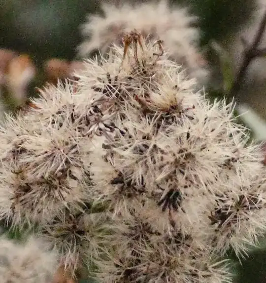 closeup
