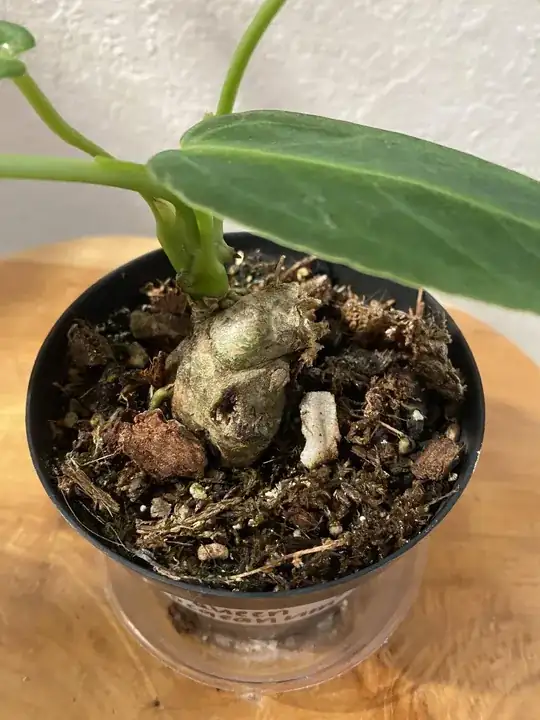 Soil