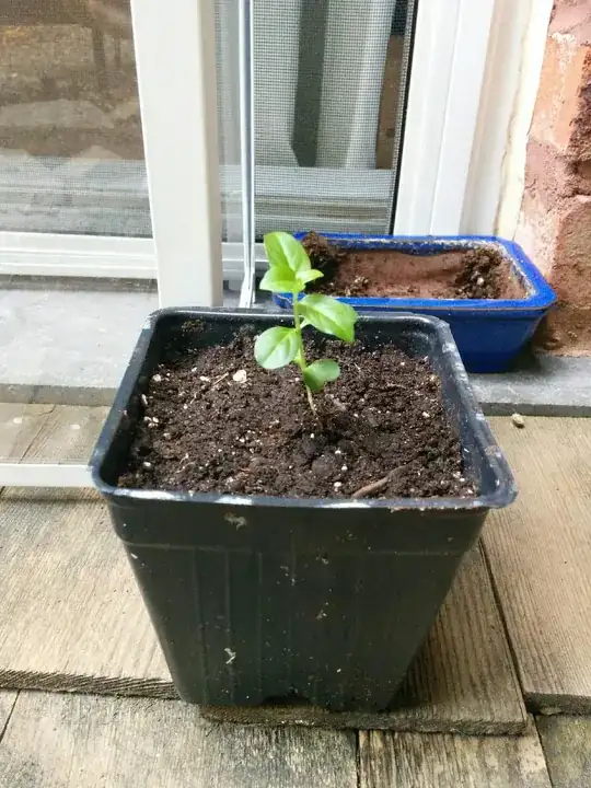 bonsai