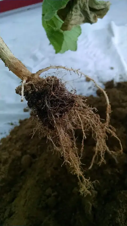 Plant