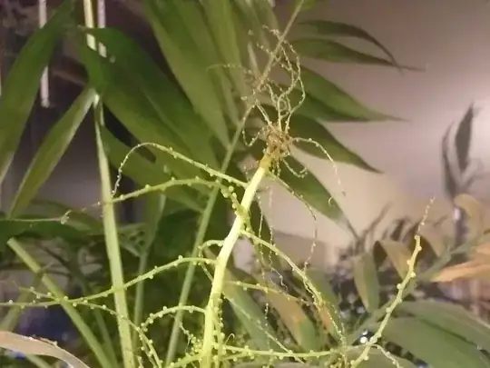 flower stalks dying
