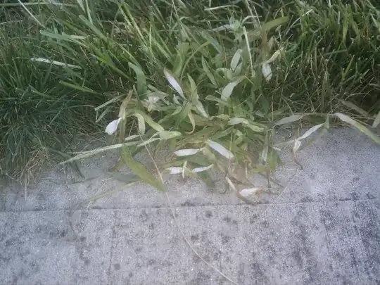 Crabgrass