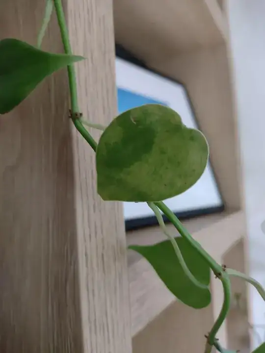 Philodendron