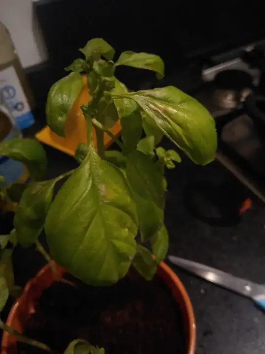 picture of leaves