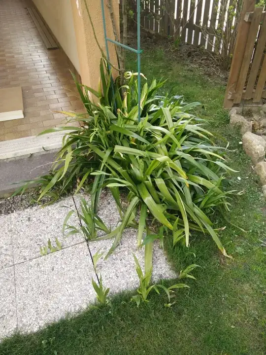 overgrow 1