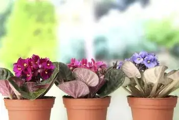 They looked like these originally