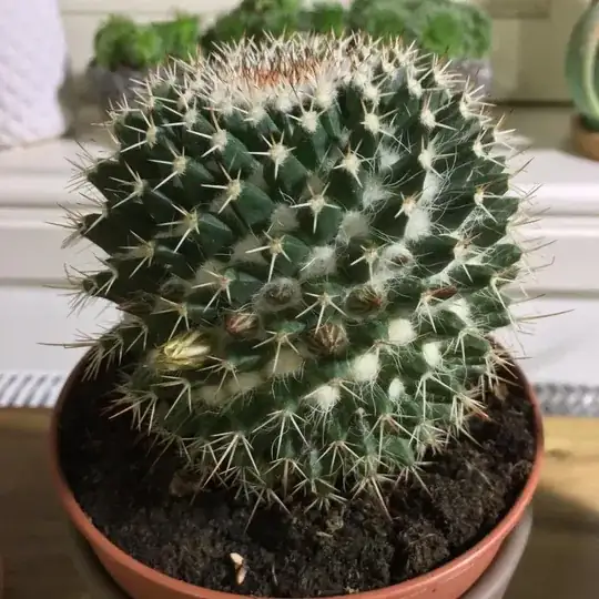 The plant in mid-December