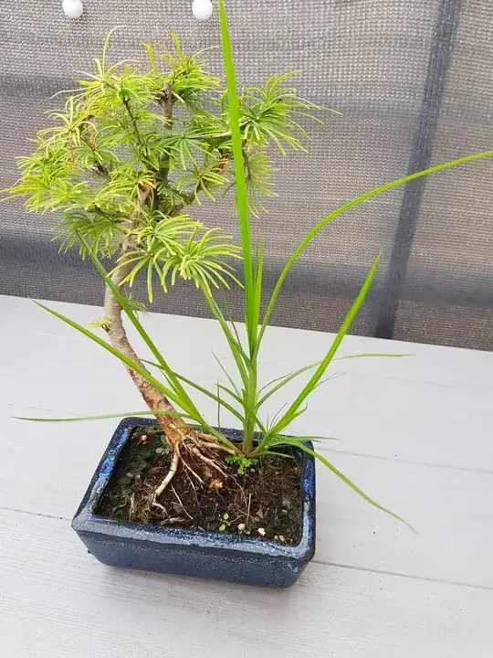 unknown plant