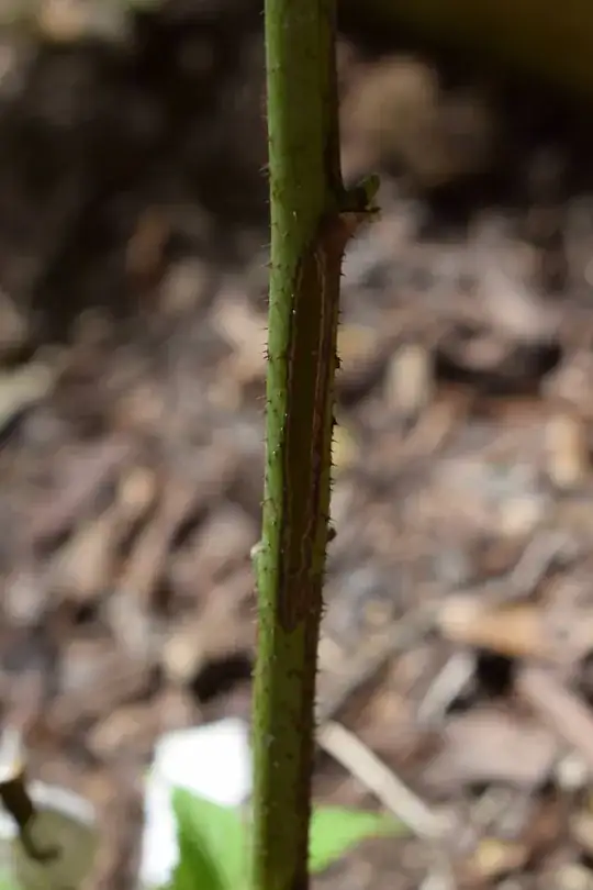 A split in the bark of one of my canes