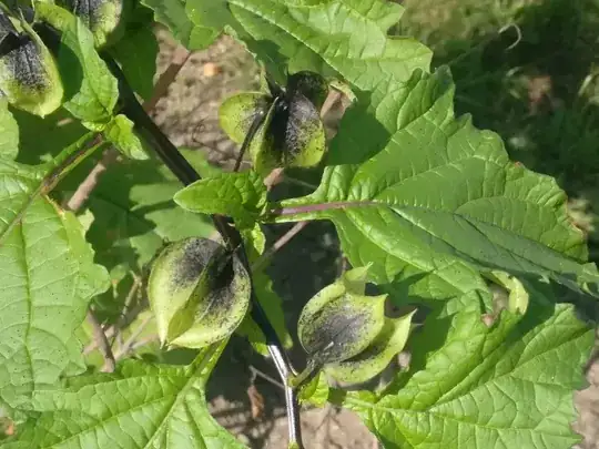 Leaves and flower buds