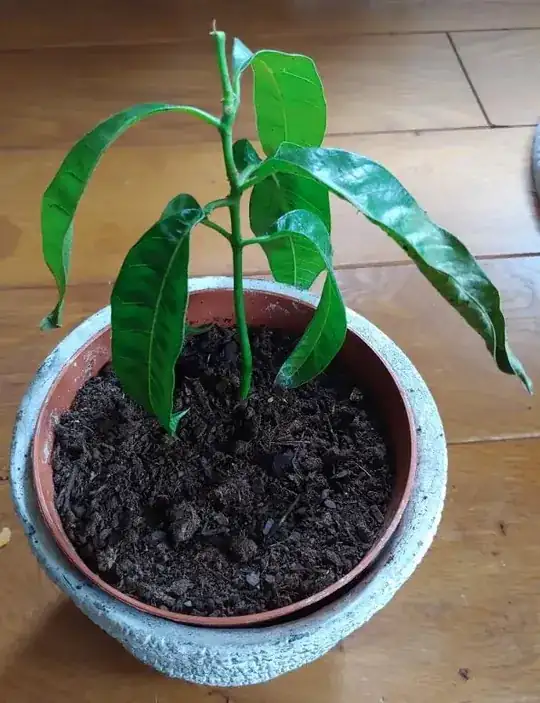 Mango