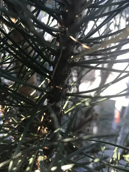 ants