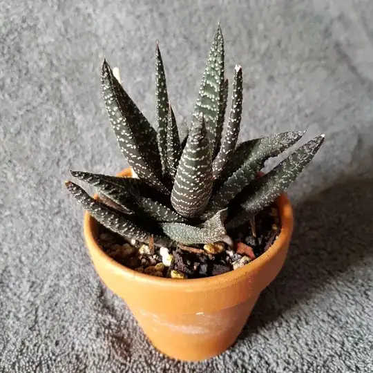 This is the unknown plant