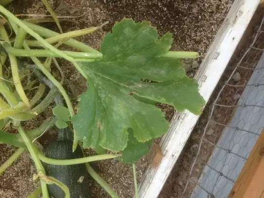 plant leaf