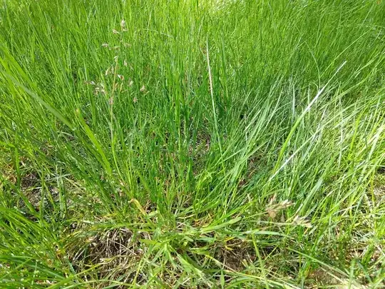 poa annua 1