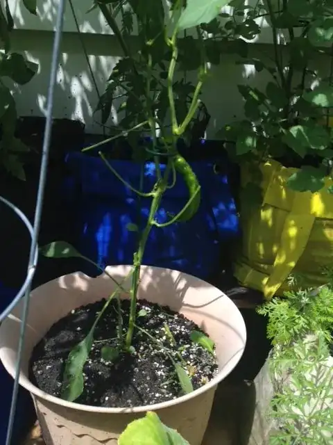 leaf damage