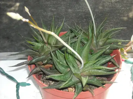 Haworthia bloom