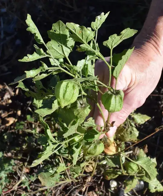 Whole Plant