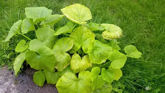 Pumpkin Plant