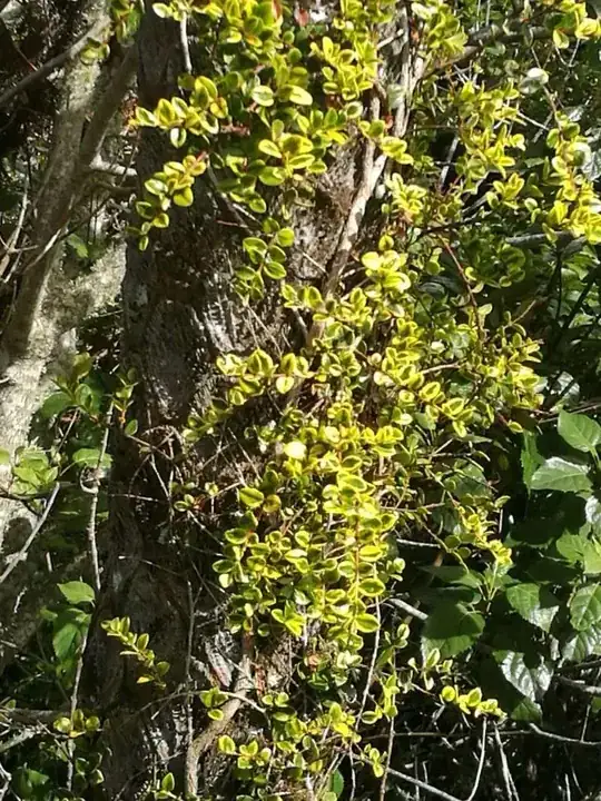 middle storey leaves