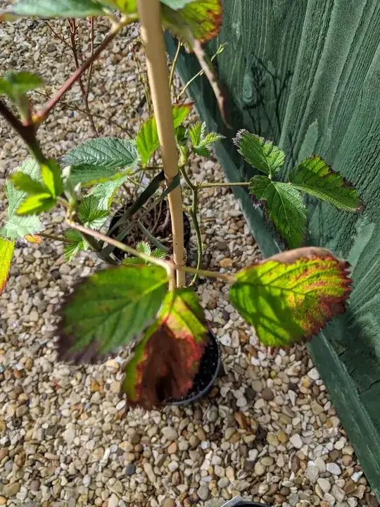 blackberry navaho
