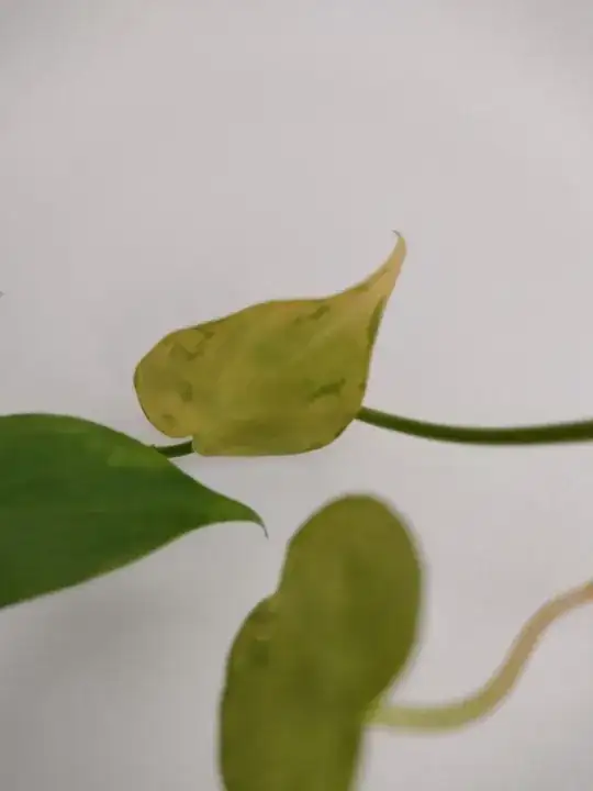 Philodendron