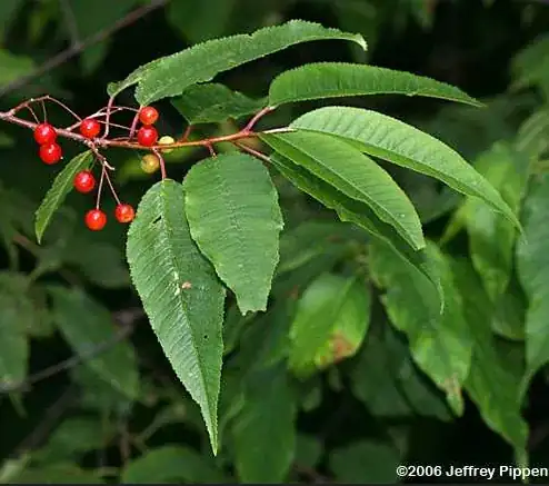 pin cherries