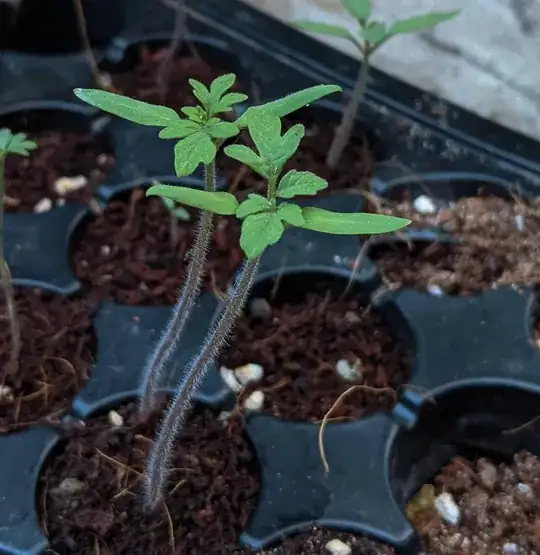 Young seedlings before transplant.