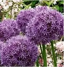 ornamental aillium