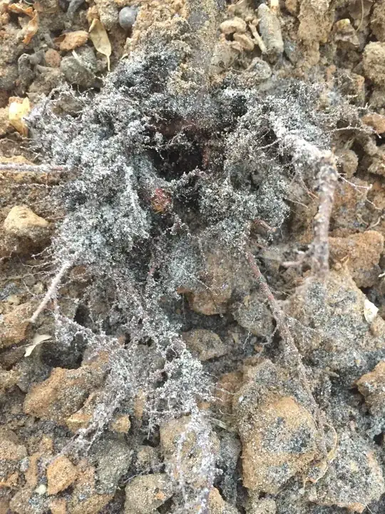 root fungus