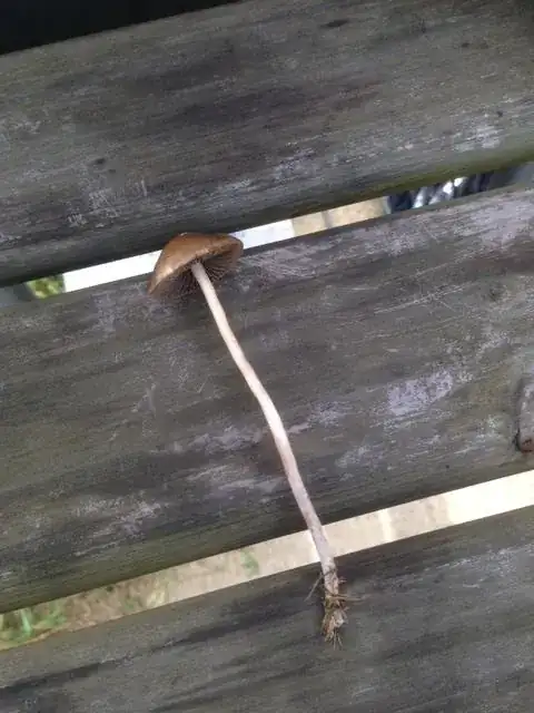 Mushroom(2)