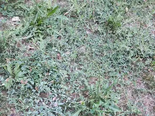picture from 1-2 feet away showing the vines