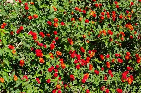Shrub #4
