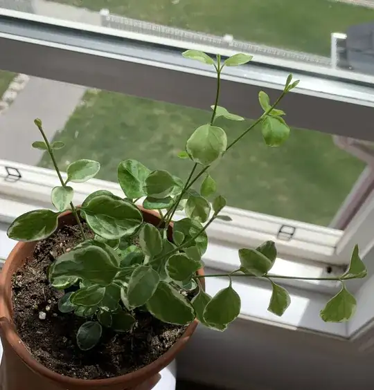 picture of variegated plant in question