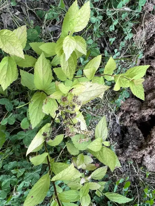 Green unknown plant