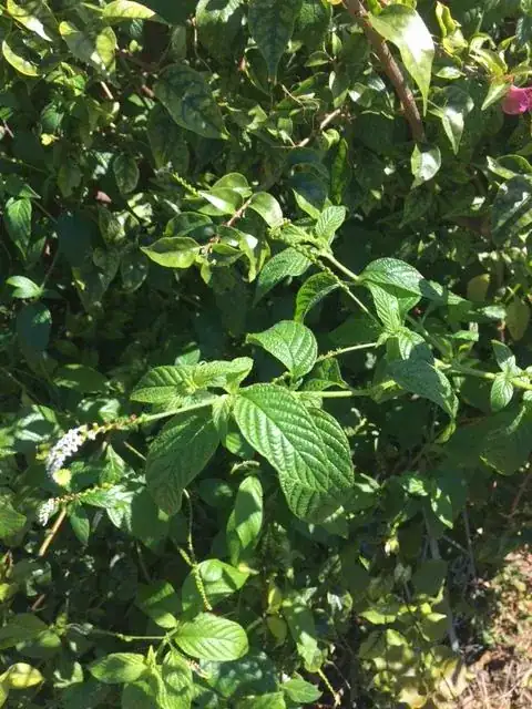 Questionable plant