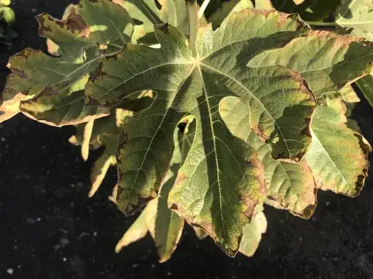 Brown fridges on leaves