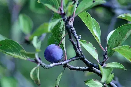Beach plum