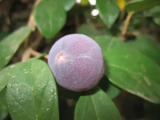 closeup of fruit on vine