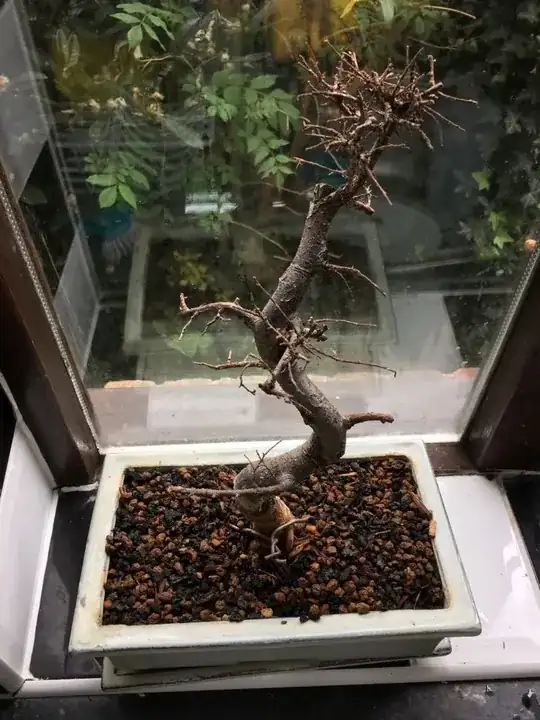 Bonsai 6 weeks after repotting and pruning, with new draining soil.