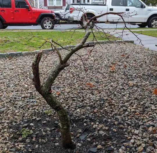 maple_stump