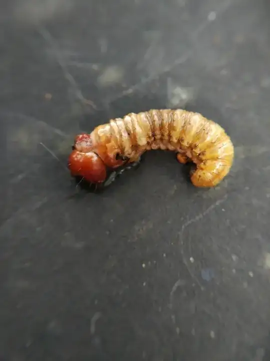 close up of worm