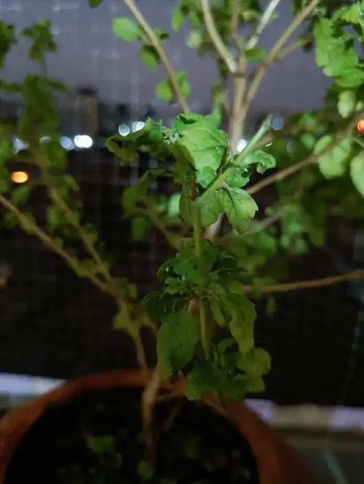Tulsi Plant