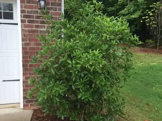 Front shrub